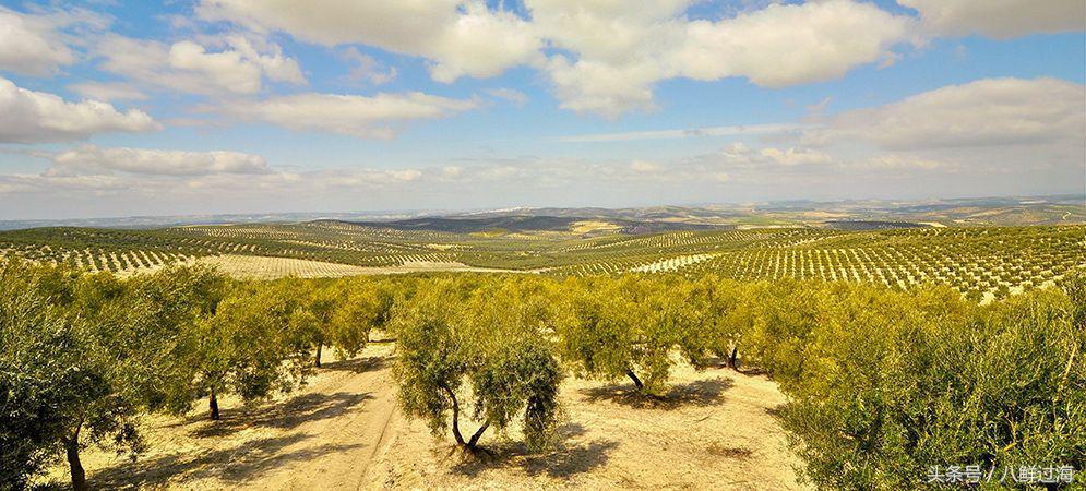 橄榄油西班牙意大利希腊,橄榄油西班牙皇室