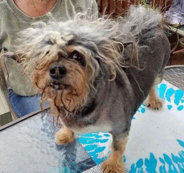 狗狗也会患上精神焦虑和抑郁症吗,狗狗自闭症的特征是什么