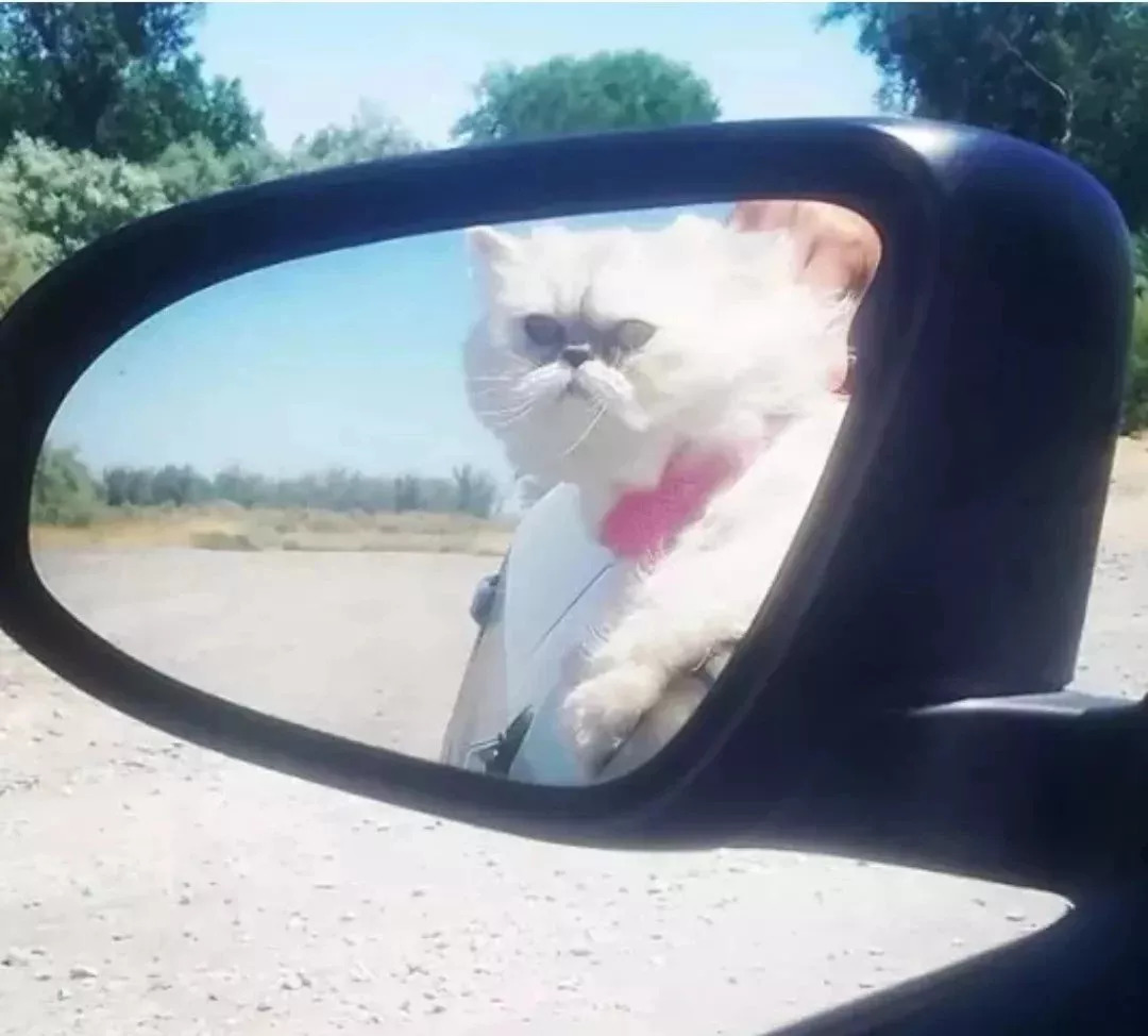 狗在猫砂盆里拉屎猫会怎么样,为什么有的狗会在猫砂盆拉屎