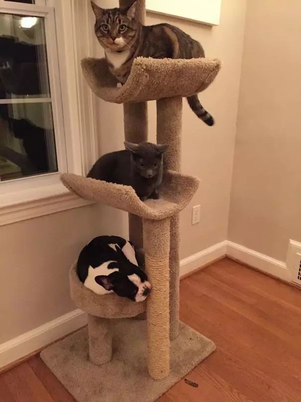 狗在猫砂盆里拉屎猫会怎么样,为什么有的狗会在猫砂盆拉屎