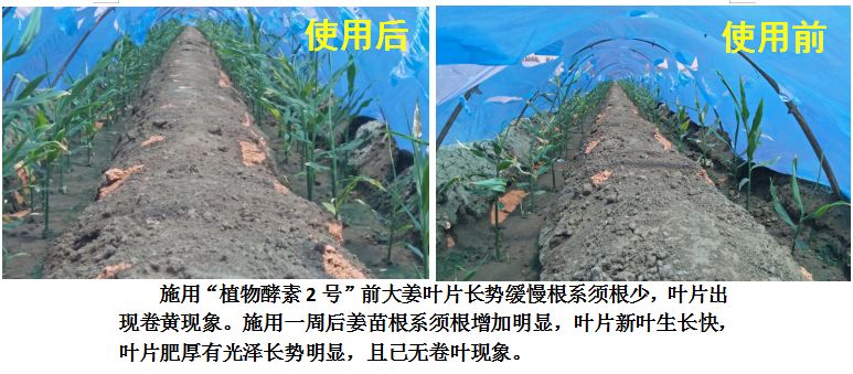 植物酵素讲解,植物酵素的本质