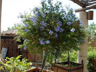 好种植的藤本植物,45种植物图片