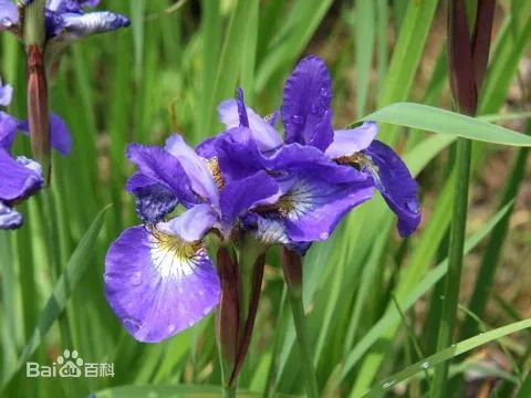 好种植的藤本植物,45种植物图片