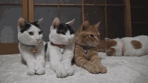 我魏璎女孩是绝不会输的,开学季又何惧!