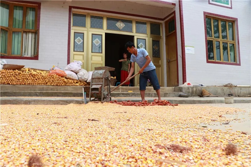 金竹最近发生什么事,金竹死了怎么救活