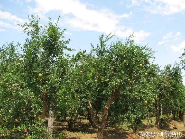 最爱的突尼斯软籽石榴,不用吐籽的突尼斯石榴