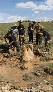 骆驼妈妈讲故事,骆驼妈妈完整版