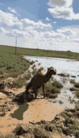 骆驼妈妈讲故事,骆驼妈妈完整版