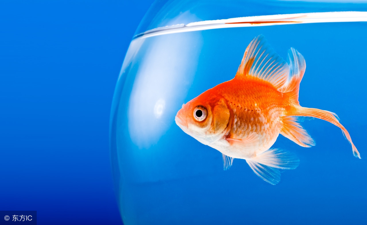 饲养金鱼的专用知识,兰寿金鱼饲养常识