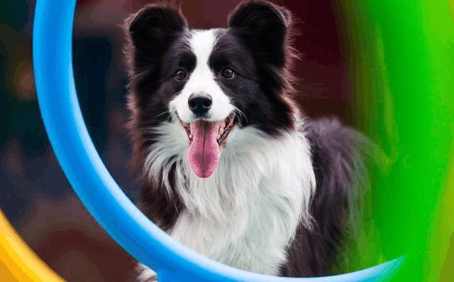 怎么辨别狗狗的发情期，狗狗的交配方法及注意事项！