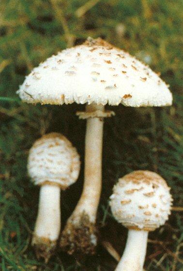 青海毒蘑菇图鉴,常见毒蘑菇图鉴福建