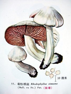 青海毒蘑菇图鉴,常见毒蘑菇图鉴福建