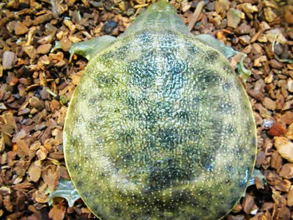 龟鳖目动物大全及图片,所有龟鳖类动物