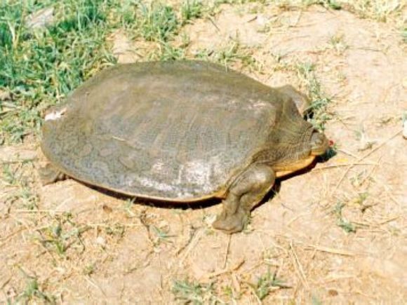 龟鳖目动物大全及图片,所有龟鳖类动物