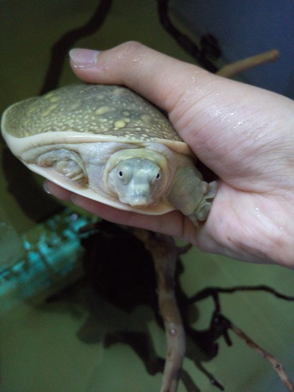 科普龟类知识视频展示,所有龟鳖类动物