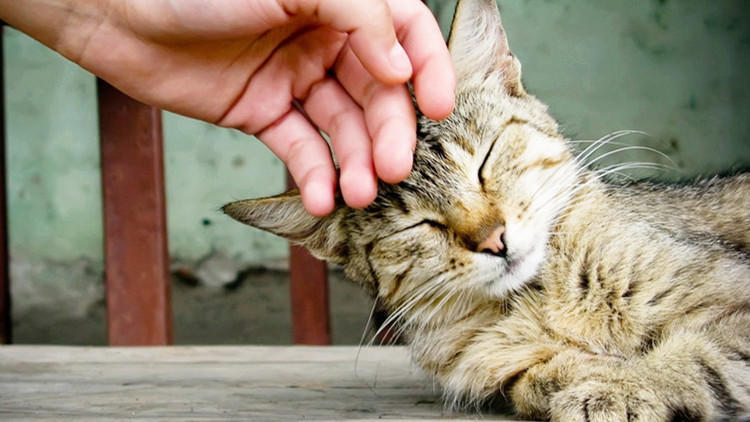 猫主子养猫需要注意的事项,猫主子特别瘦怎么办