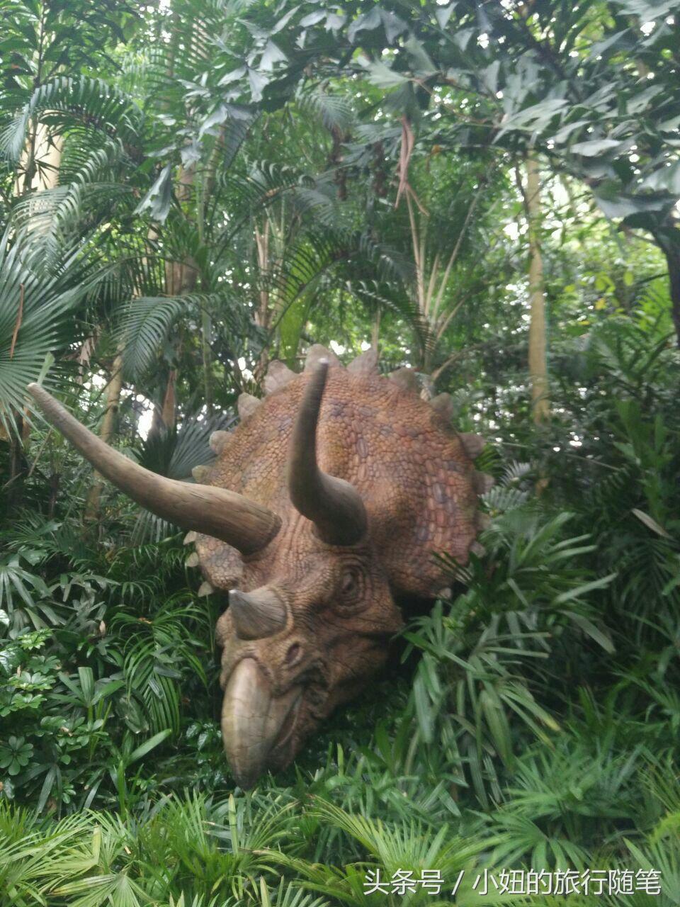 国内哪个动物园有考拉,广州长隆野生动物园考拉馆介绍