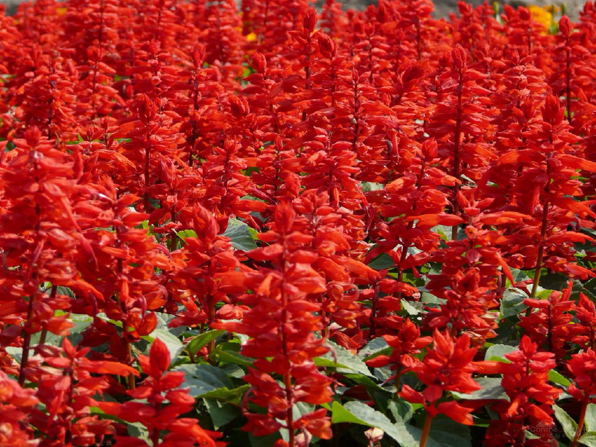 可以吸甜水的花是什么花,可以吸甜水的花