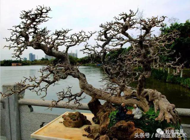 精品掌中宝三角梅盆景,顶级国宝级三角梅盆景