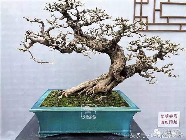 精品掌中宝三角梅盆景,顶级国宝级三角梅盆景