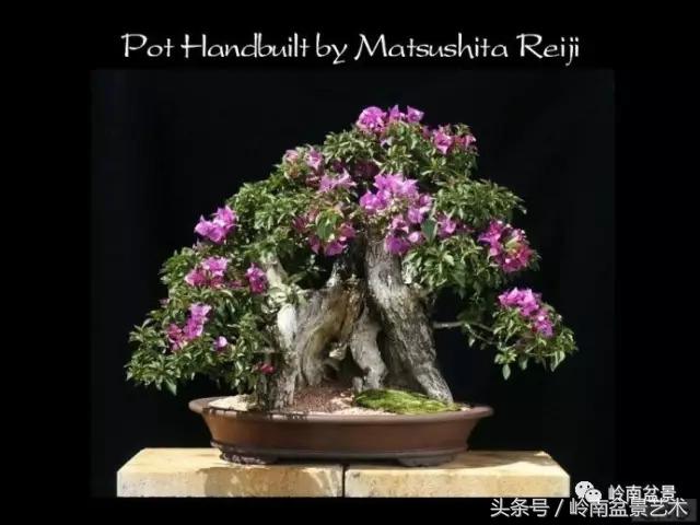 精品掌中宝三角梅盆景,顶级国宝级三角梅盆景