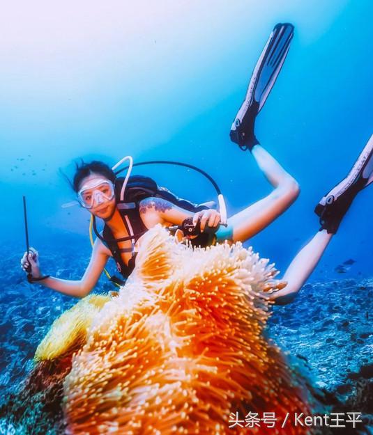 帕劳海底图片大全,帕劳海底世界旅游