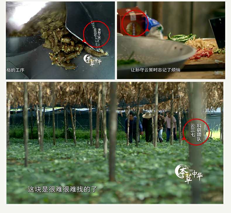 三七粉的八大禁忌是什么,三七粉虽然好但是有些人不能吃