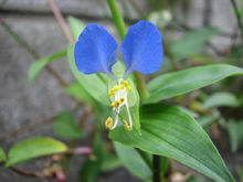 甲醛克星第一名植物好养,植物吸甲醛好还是活性炭吸甲醛好