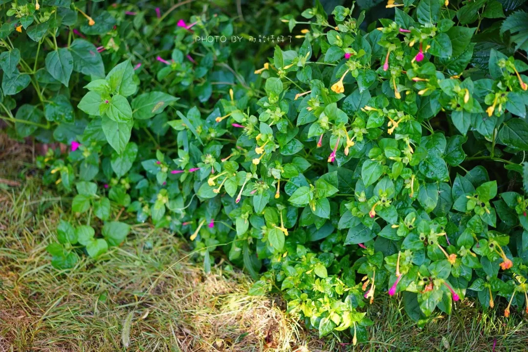 山楂树下农家,辉县山楂树下农家