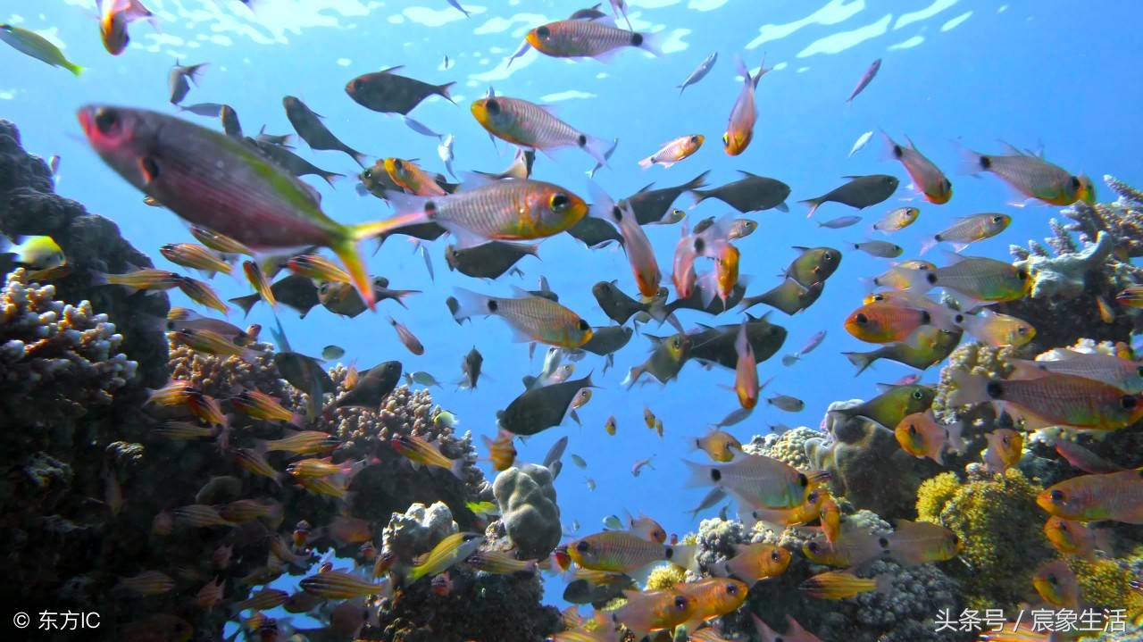 钓鱼零基础台钓知识大全,淡水鱼品种及习性大图