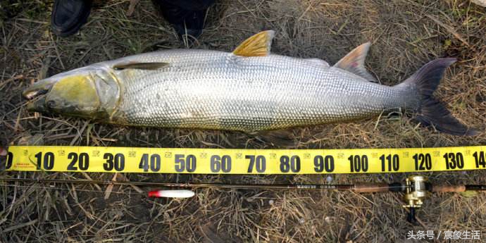 淡水鱼品种识别,溪流台钓常见鱼种