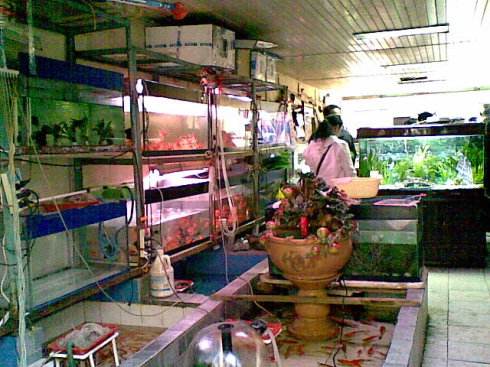 好养的小型观赏鱼养鱼老道,养鱼老道观赏鱼出问题自查