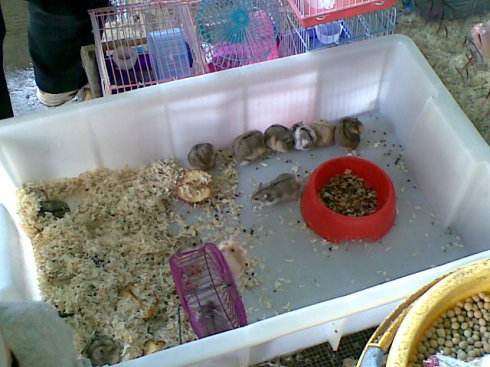 好养的小型观赏鱼养鱼老道,养鱼老道观赏鱼出问题自查