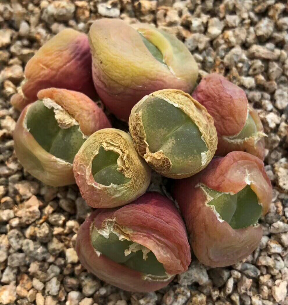 《慢生活·轻阅读》1356期