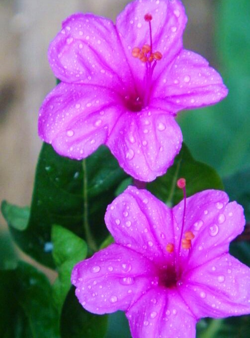 又见一朵美丽的茉莉花,七彩紫茉莉花