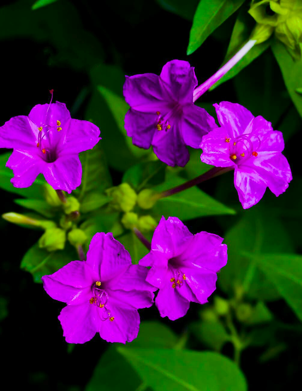 又见一朵美丽的茉莉花,七彩紫茉莉花