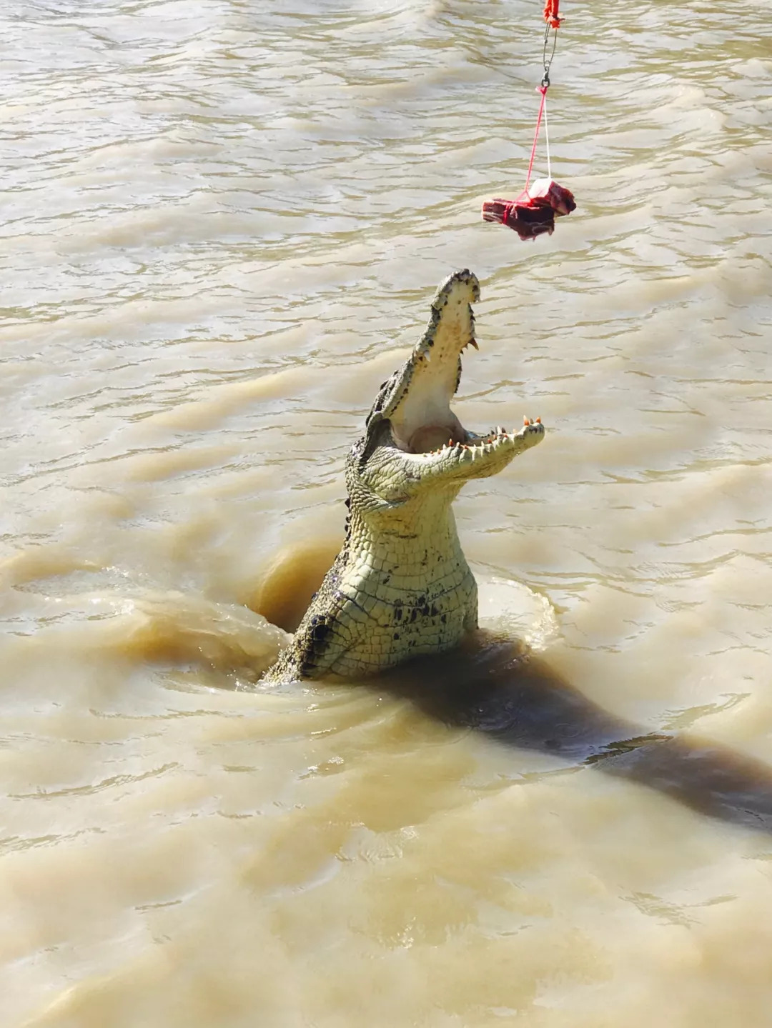 深圳有没有直飞悉尼的航班,深圳直飞悉尼最新消息