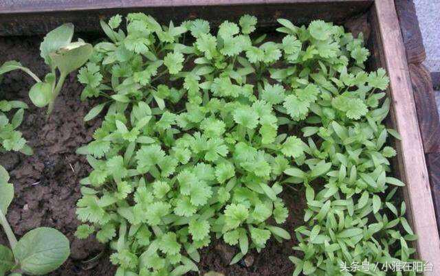 香菜怎么种长得快又好,香菜怎么种才能出苗快