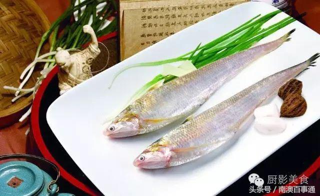 汕头南澳金钱鮸,最贵鮸鱼