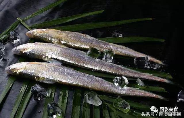 汕头南澳金钱鮸,最贵鮸鱼