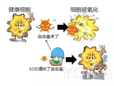 如何把身体的毒素排出来,食物中的毒素怎么去除