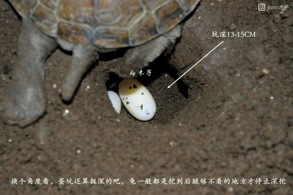 草龟繁殖经验分享孵蛋40天破壳,草龟孵化及幼龟养殖