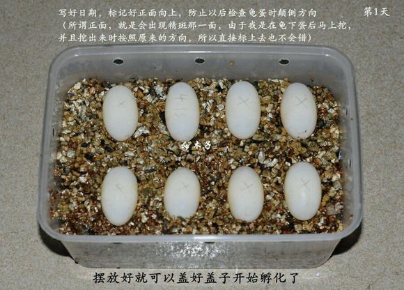 草龟繁殖经验分享孵蛋40天破壳,草龟孵化及幼龟养殖