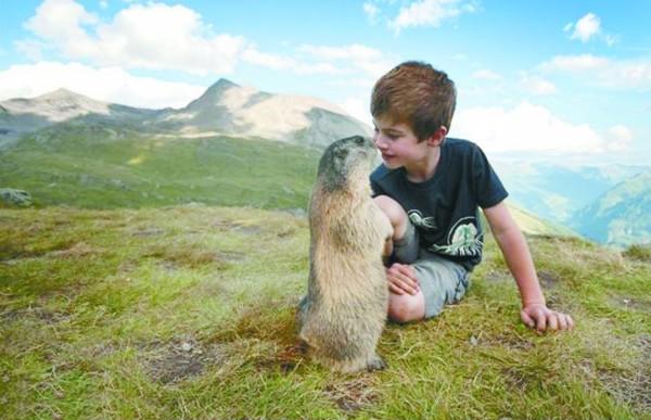 养土拨鼠让它自己打洞可以吧,自家院子里被土拨鼠打洞怎么办