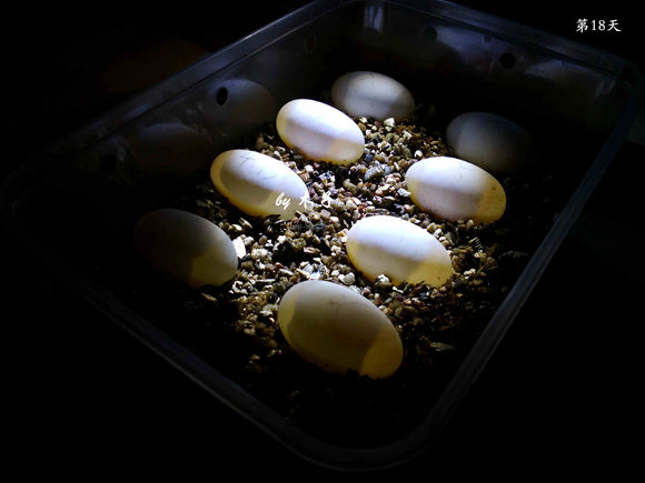 草龟繁殖经验分享孵蛋40天破壳,草龟孵化及幼龟养殖