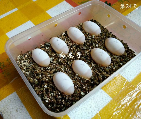 草龟繁殖经验分享孵蛋40天破壳,草龟孵化及幼龟养殖