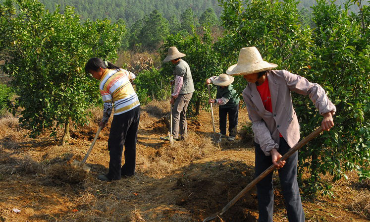 葡萄氮肥的作用及施用方法,小苗葡萄施氮肥可以用兔粪代替吗