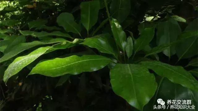 家中养什么花聚财旺家保平安,聚财旺家保平安