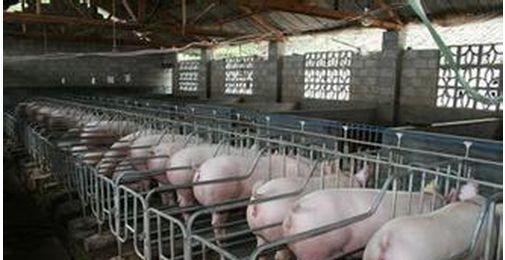 如何判断母猪有没有怀孕,怀孕母猪怎样判断生不下来