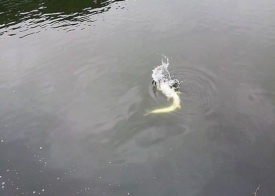 此鱼游泳迅速，行动敏捷，被广大钓友称为“水老虎”